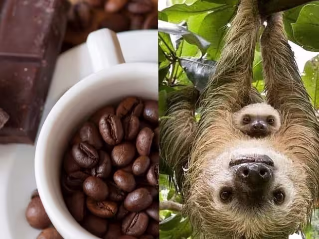 Coffee and chocolate demonstration with sloth watching trail tour in La Fortuna