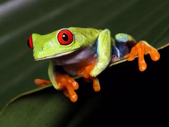 Night walk in La Fortuna rainforest with flashlight to observe active nocturnal species