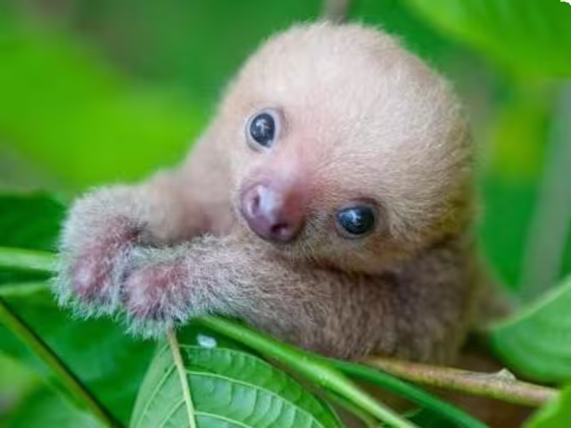 Guided sloth trail walk in La Fortuna forest to spot sloths in their natural habitat